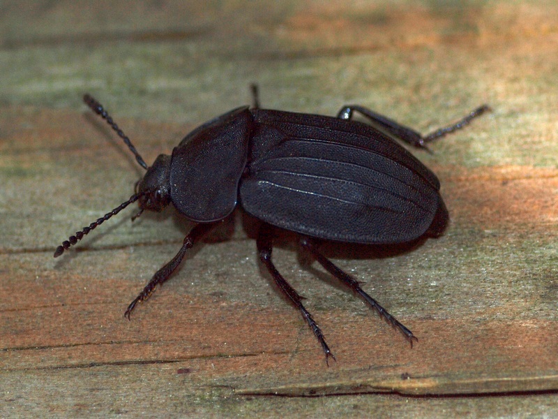Coleoptera Silphidae